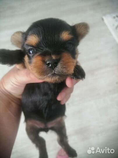 Йоркширский терьер мини