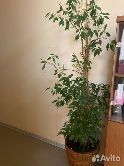 Комнатные цветы