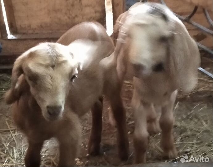 Нубийские козлята