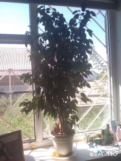 Фикус бенджамина большой
