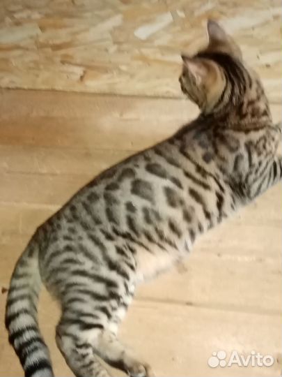 Бенгальская