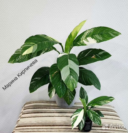 Спатифиллум Сенсация вариегатная