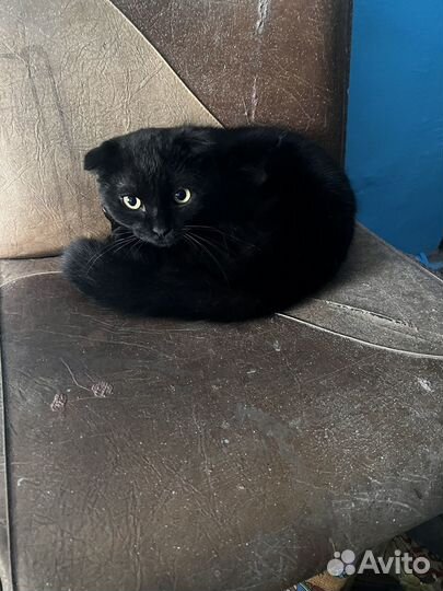 Найдена кошка