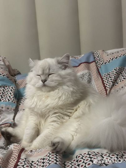 Шотланская кошка