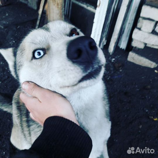 Случка Хаска