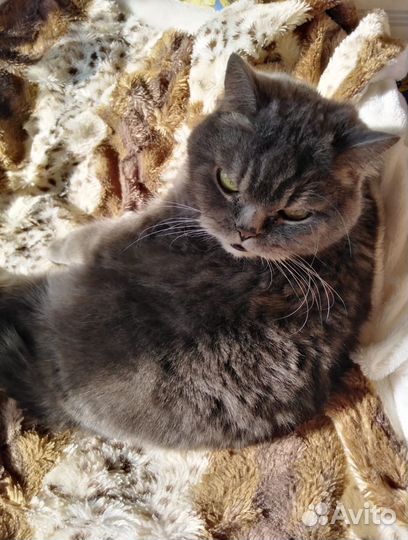 Кошки в добрые руки