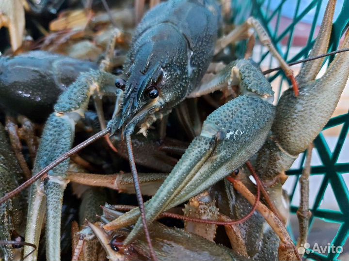 Раки живые, вареные, доставка. опт розница. Купить
