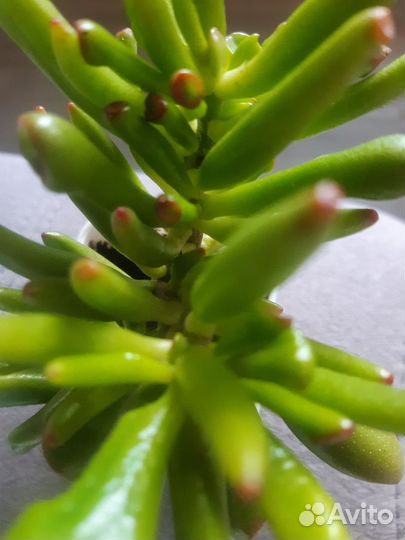 Крассула хоббит