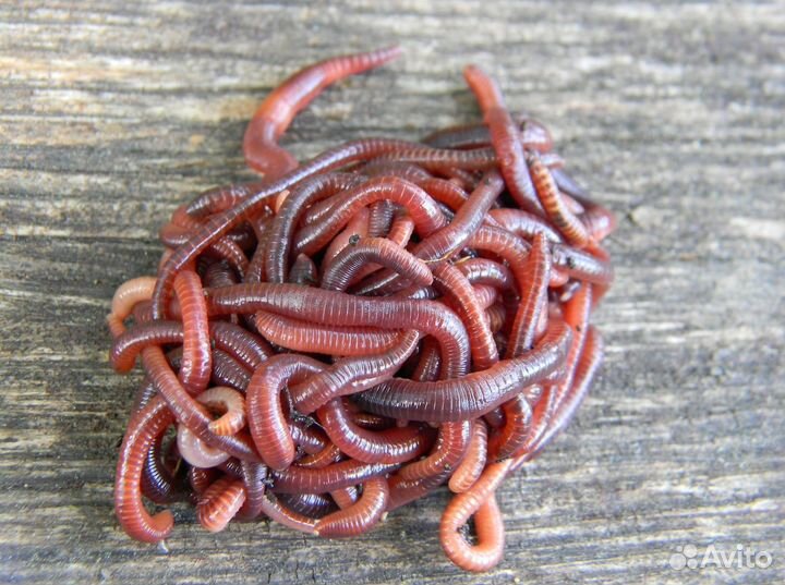 Калифорнийский червь