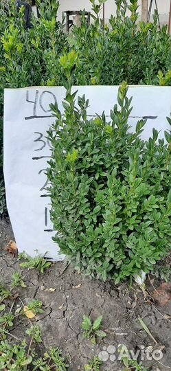 Самшит 20-70см
