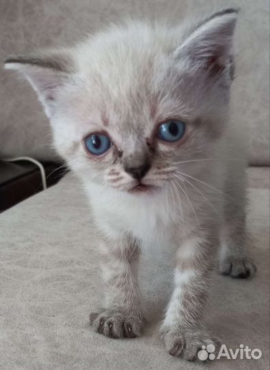 Котята в дар бесплатно