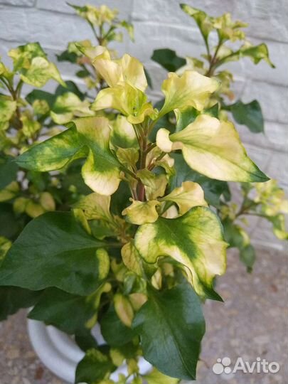 Альтернатера