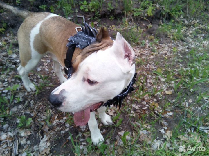 Шлейка кожаная для собаки