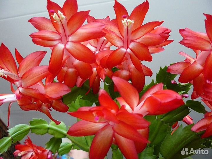 Декабрист шлюмбергера