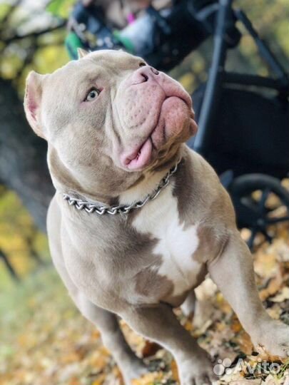 Американский булли вязка