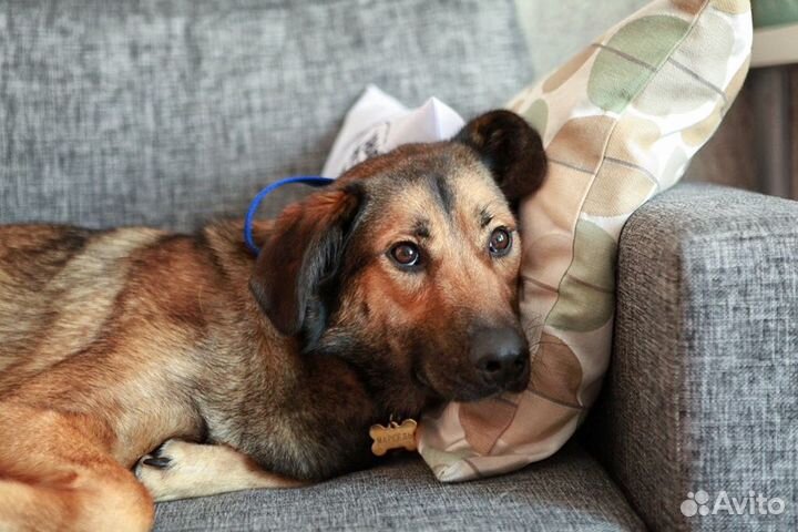 Марсель так долго ждёт хозяина