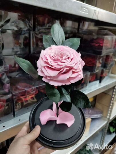 Роза в колбе