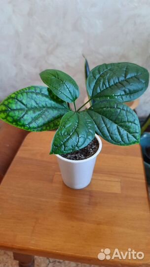 Пуансеттия, клеродендрум, эписция, зиферантес