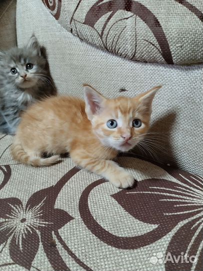 Кошка в дар