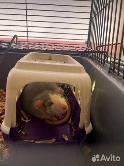 Крыса дамбо