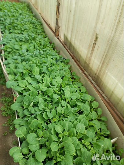 Рассада капусты