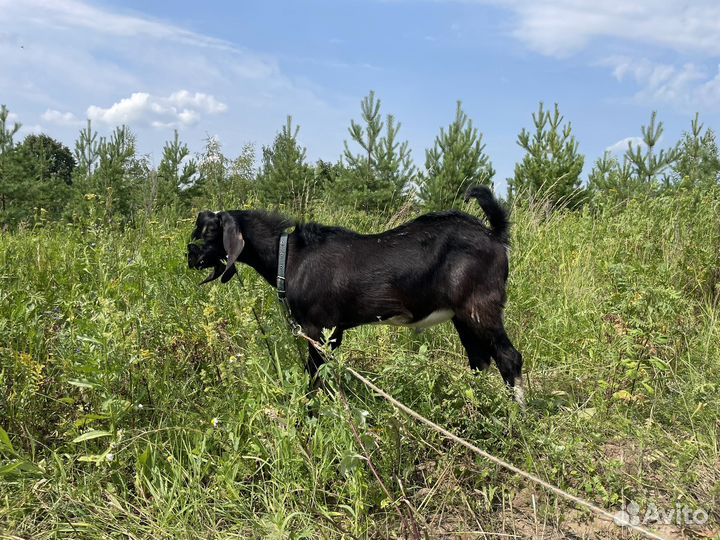 Англо нубийский козел