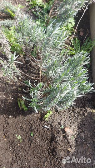 Лаванда розовая