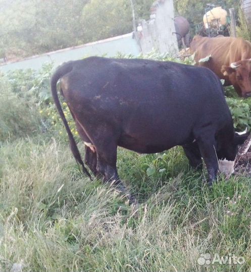 Коровы и телята