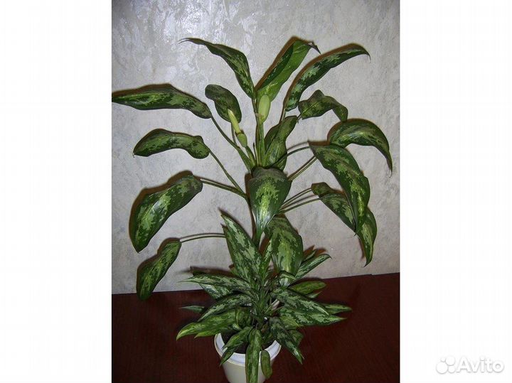 Аглаонемы First Diamond и pseudobracteatum