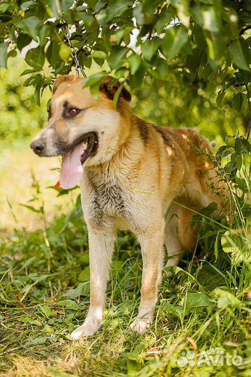 Бэд очень ждет Вас в приюте