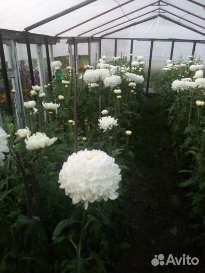 Хризантема шаровидная