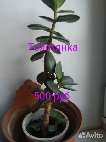 Толстянка, денежное дерево