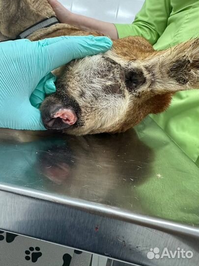 On-line консультация по лечению собак и кошек