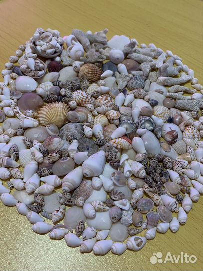 Морские ракушки и кораллы