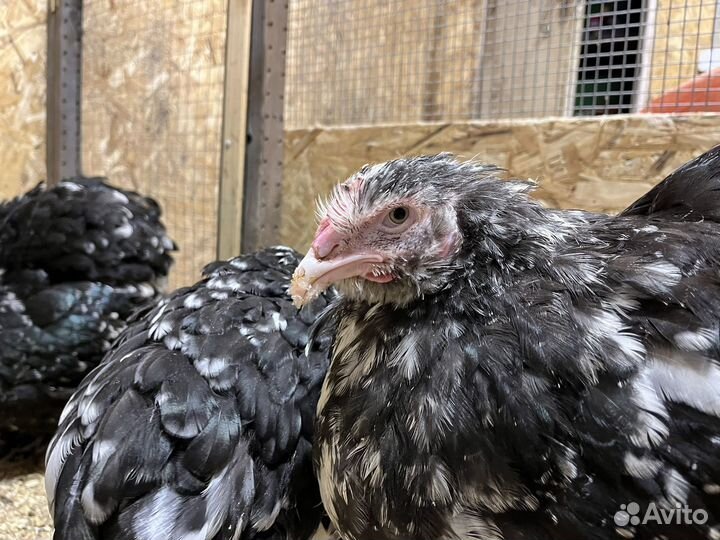 Продаю петушков разных пород