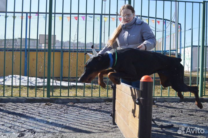 Услуги кинолога