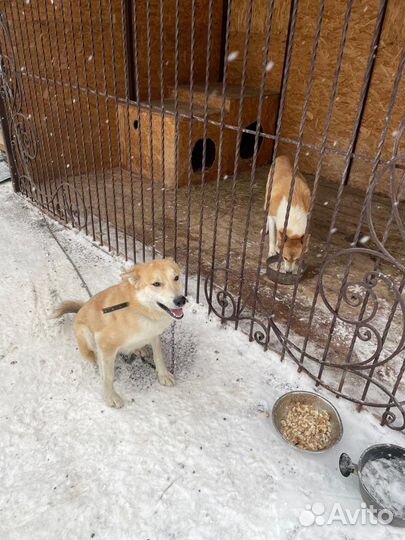 Щенки-Лайки