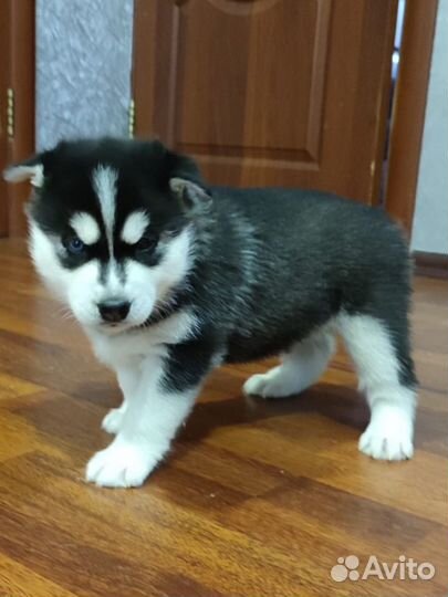 Щенки сибирской хаски мальчик и две девочки