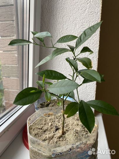 Цитрусовые из косточки