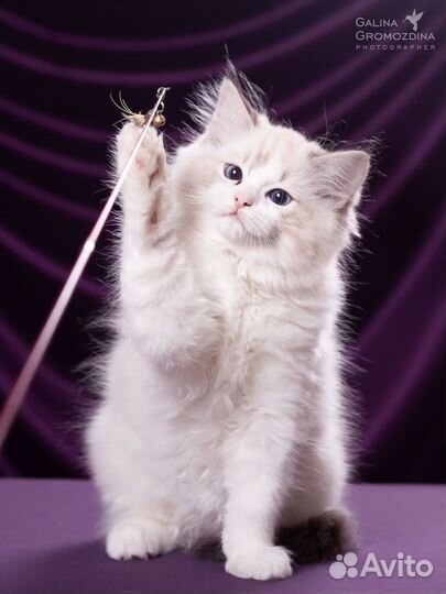 Котята рэгдолл ragdoll