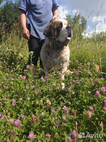 Девочка спаниель