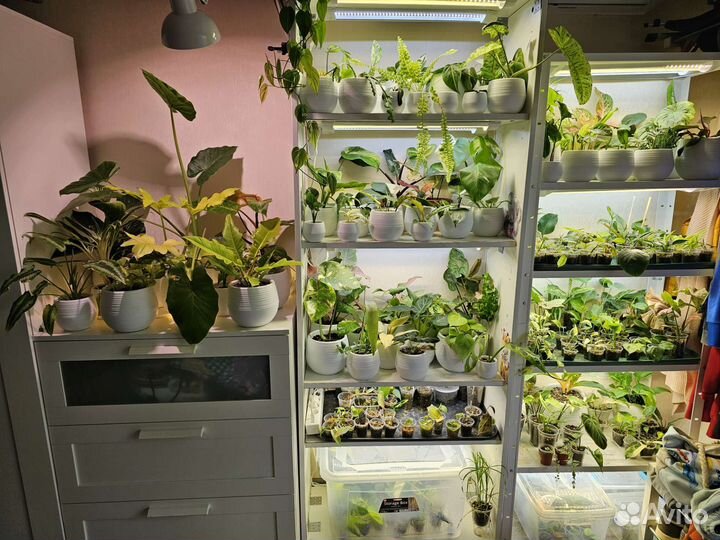 Идеальный грунт для комнатных растений