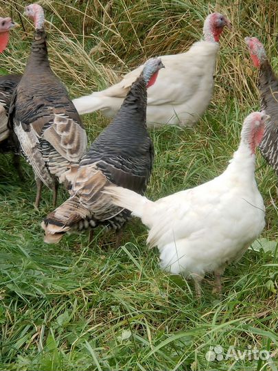 Индюшки на племя