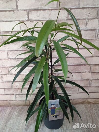 Фикус Али Bennedijkki