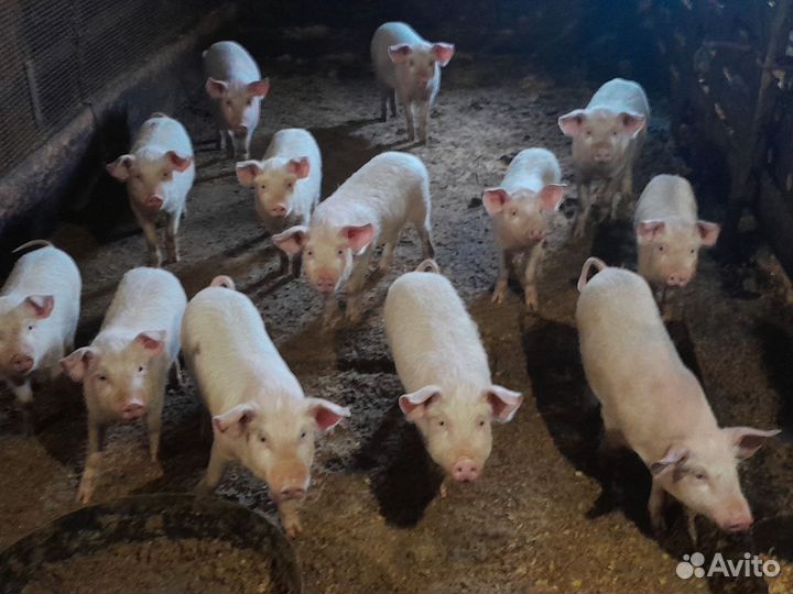 Поросята Русские белые сальные