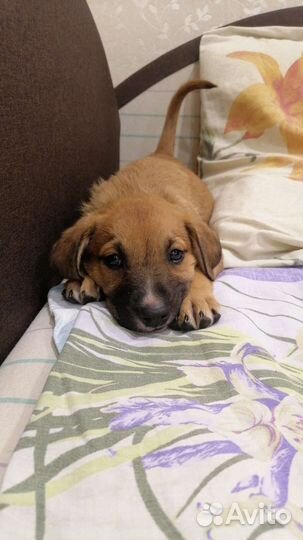 Маленькая собака в добрые руки бесплатно