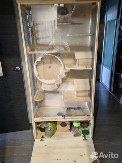 Пара шиншилл с витриной