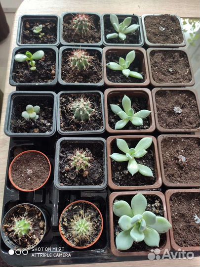 Суккуленты Эхеверия