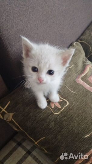 Котята 1,5 мес