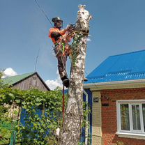 Спилить дерево, спил дерева